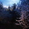 Cherry blossoms - 2001 